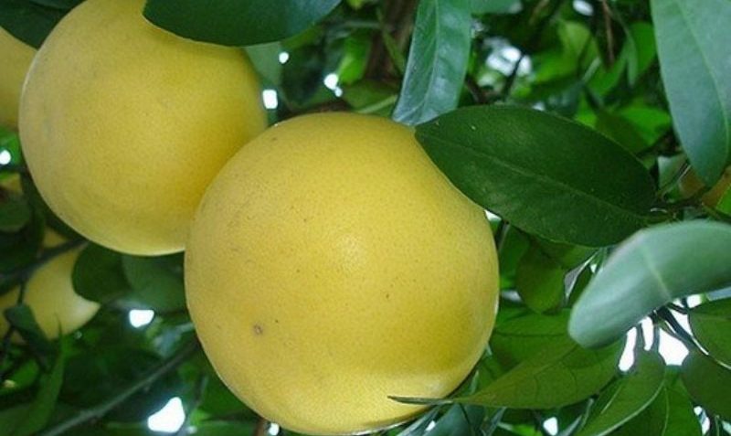 ۱۰ خاصیت لیمو شیرین که حتما باید آن ها را بخوانید