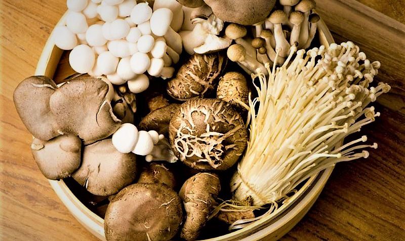 تاریخچه قارچ و انواع آن